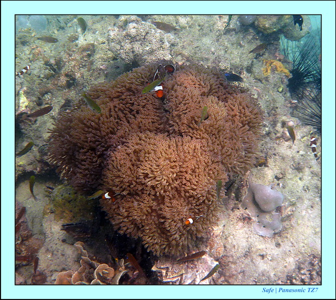 2011 - 03 - Koh Kradan 059